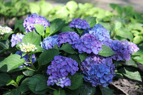 Guide Ultime : Décrypter les Différentes Qualités de Bois pour Votre Parquet