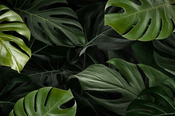 Monstera : la plante tropicale qui transforme votre intérieur